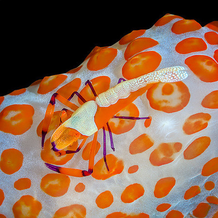 Spots