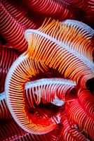 Crinoid