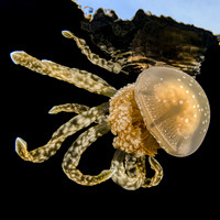 Jelly