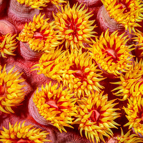 Tubastraea