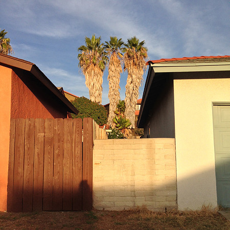 "Untitled (Palms)"