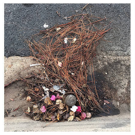 "Untitled (Pine Needles)"