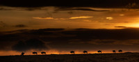 Trai Anfield wildebeest sunset Mara North-9211