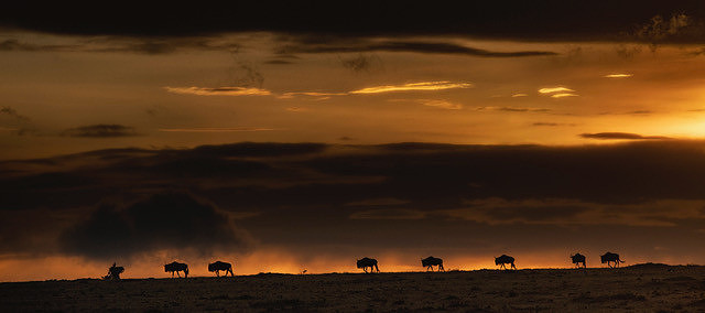 Trai Anfield wildebeest sunset Mara North-9211