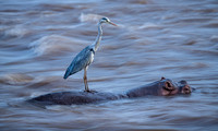 Trai Anfield heron fishing off hippo slow shutter-8002