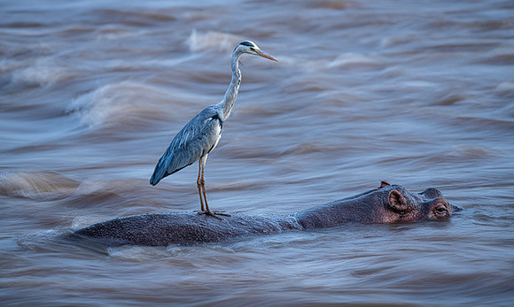 Trai Anfield heron fishing off hippo slow shutter-8002