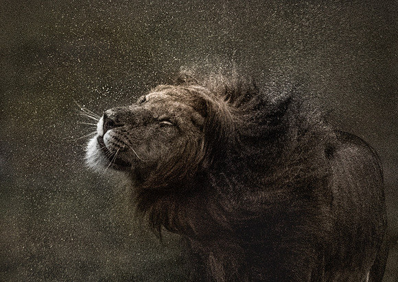 3 Trai Anfield Photographic Safaris Kenya lion rain EXHIBITION-0068