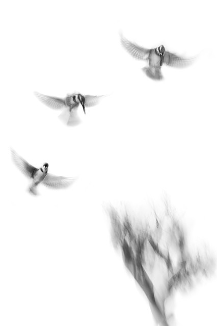 Dreaming of Kingfisher