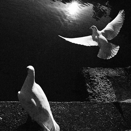 Doves
