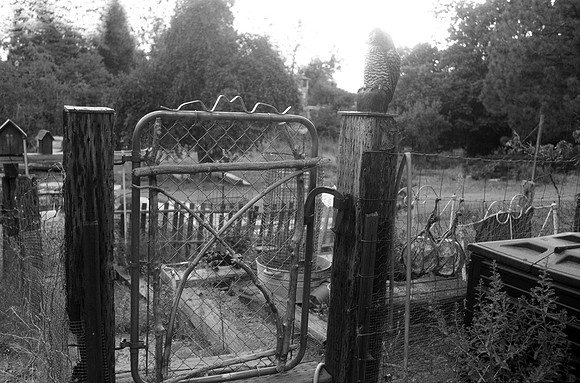 Bailey's Garden Gate