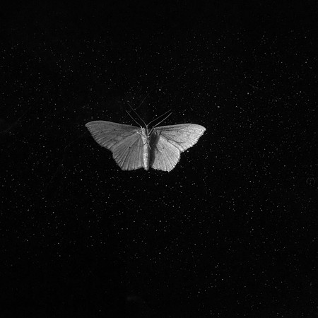 Days on the Mountain Series: "Moth" (1)