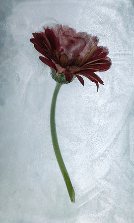 Frozen Flower 1 - Gerbera Daisy