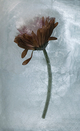 Frozen Flower 3 - Gerbera Daisy