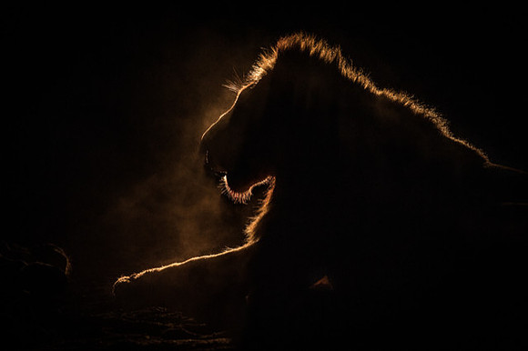 Dark: Night Hunter