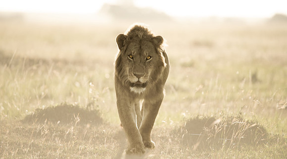 Dawn: King of the Mist