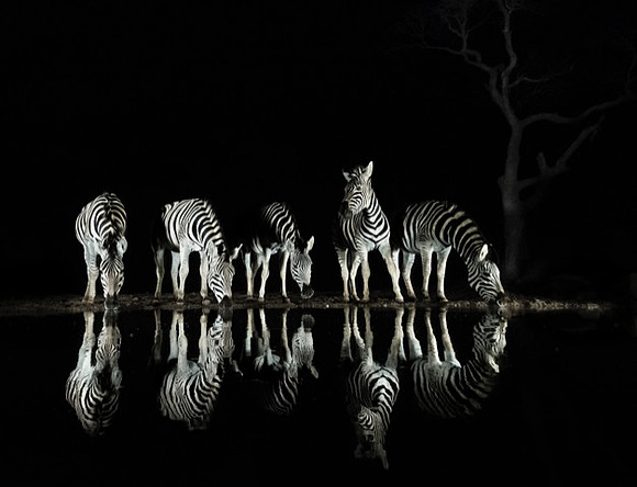 Dark: Zebra