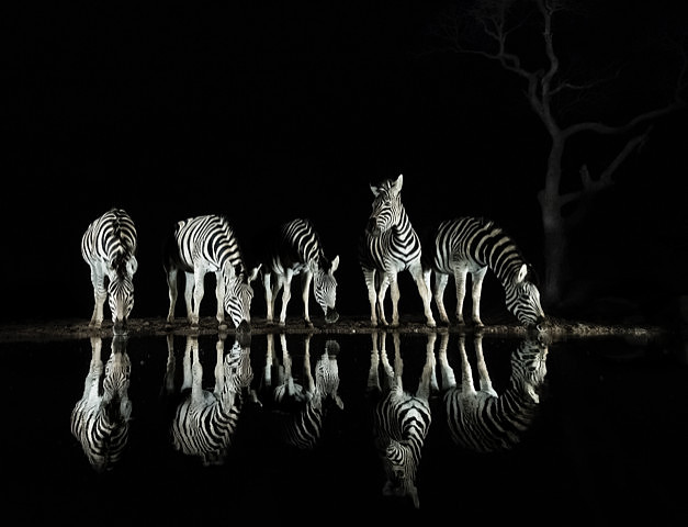Dark: Zebra