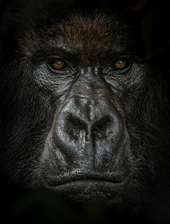 Dark: Gorilla Trophy Room v2