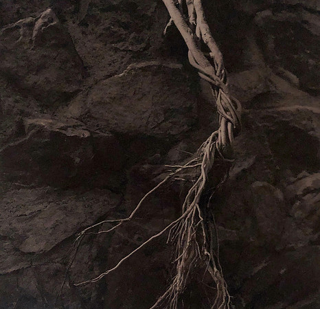 "Entwined Fig Tree Roots"