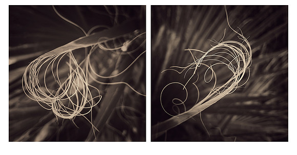 "Palm Threads 1 & 2"