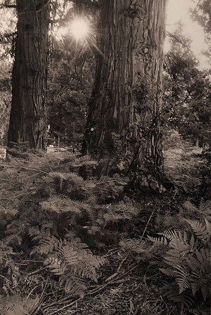 "Morning Sun in Bailey's Woods"
