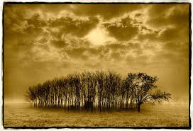 "Stand of Trees, Texas" by Dan Burkholder