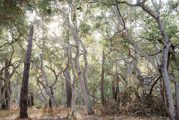 "Open Space Forest #12"