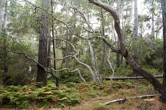 "Open Space Forest #6"