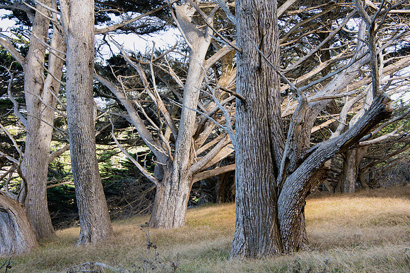 "Cypress Grove #8"