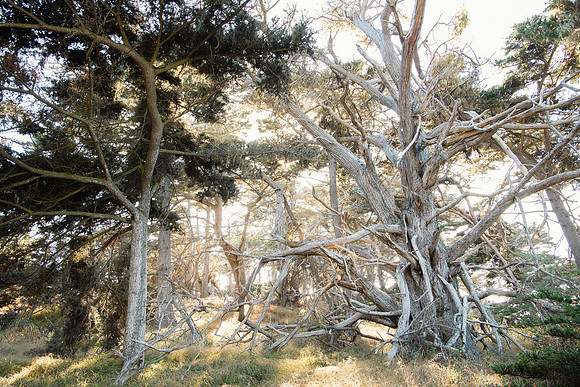 "Cypress Grove #7"