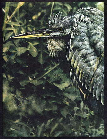 "Great Blue Heron" by Debbie Danna