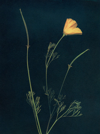 "California Poppy"