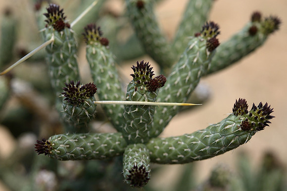 "Desert View_05"