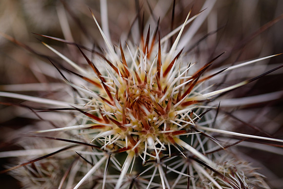 "Desert View_06"