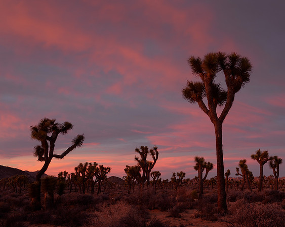 "Desert View_09"