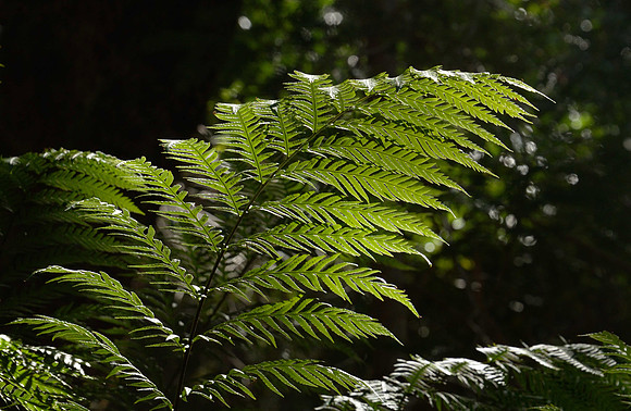 "Fern"