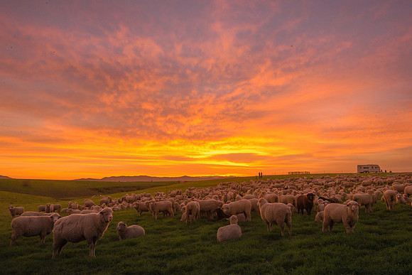 "Wine Country Sunset"