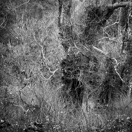 With Abandon