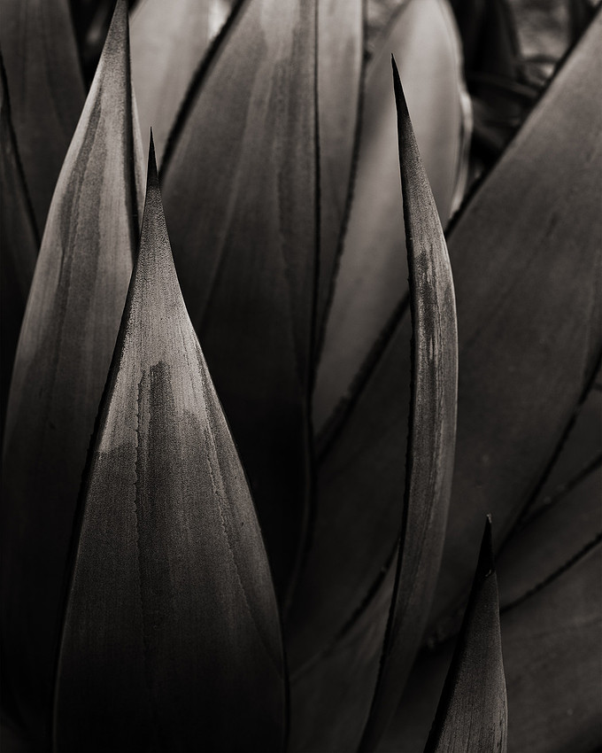 "Agave Ocahui No. 2"
