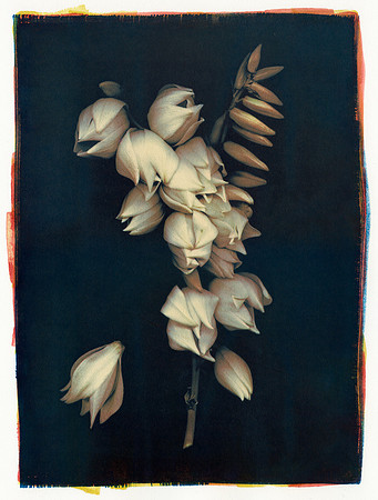 "Yucca Gloriosa Bloom"