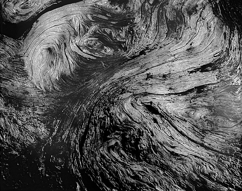 "Burl 1, Oregon Coast"