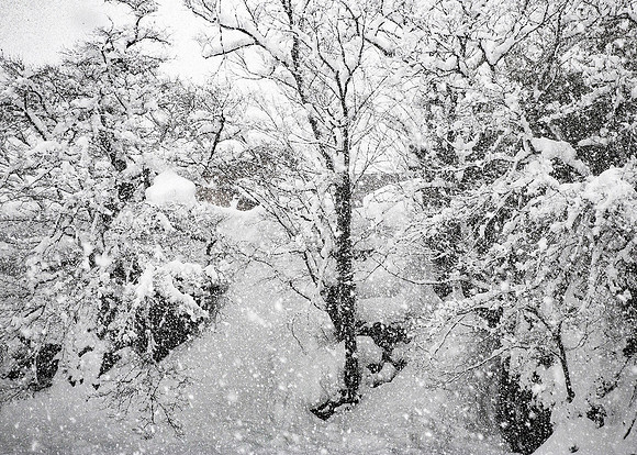 "Snowy Shirakawa"
