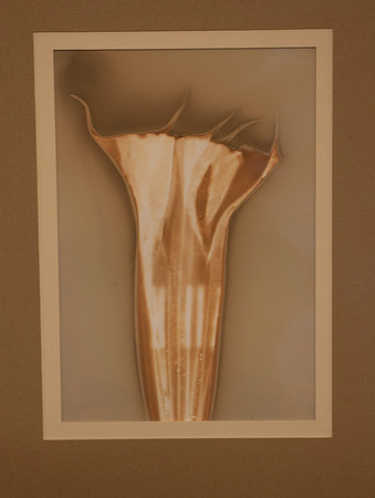 Grabski: Datura
