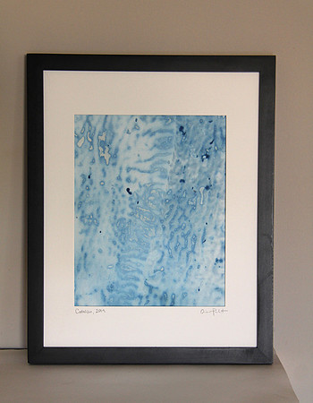Poindexter: Macrocystis Blades, Catalina