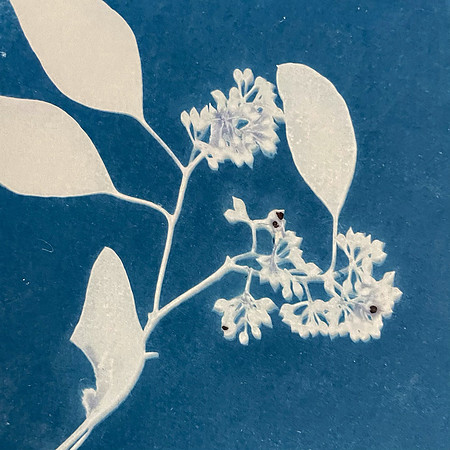 Cyanotype created by Barbara Beck