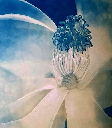 Magnolia