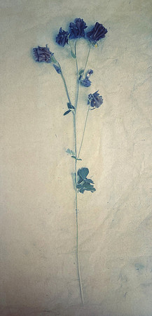 Columbine