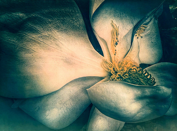 Southern Magnolia