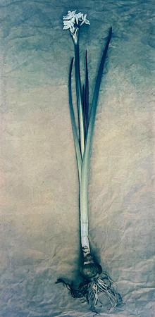 Bloomfield_Narcissus_DC