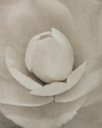 “Ethereal Elegance”